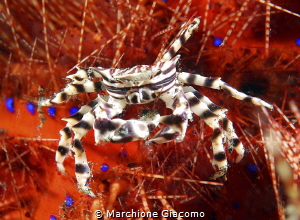 Zebra crab, Lembeh straith
Nikon D200; 60 macro
Seacam ... by Marchione Giacomo 